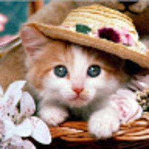 Meet your Posher, Tatum